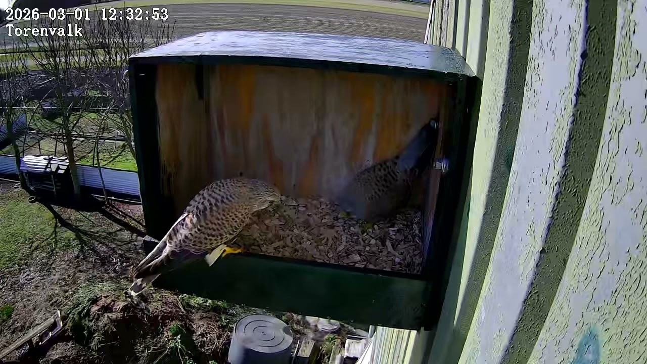 De Torenvalk heeft de nestkast ontdekt! 🦅 | Begin van het broedseizoen