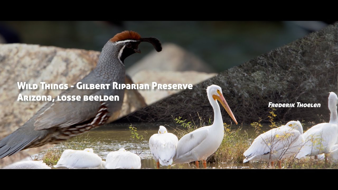 Wild Things - Gilbert Riparian Preserve