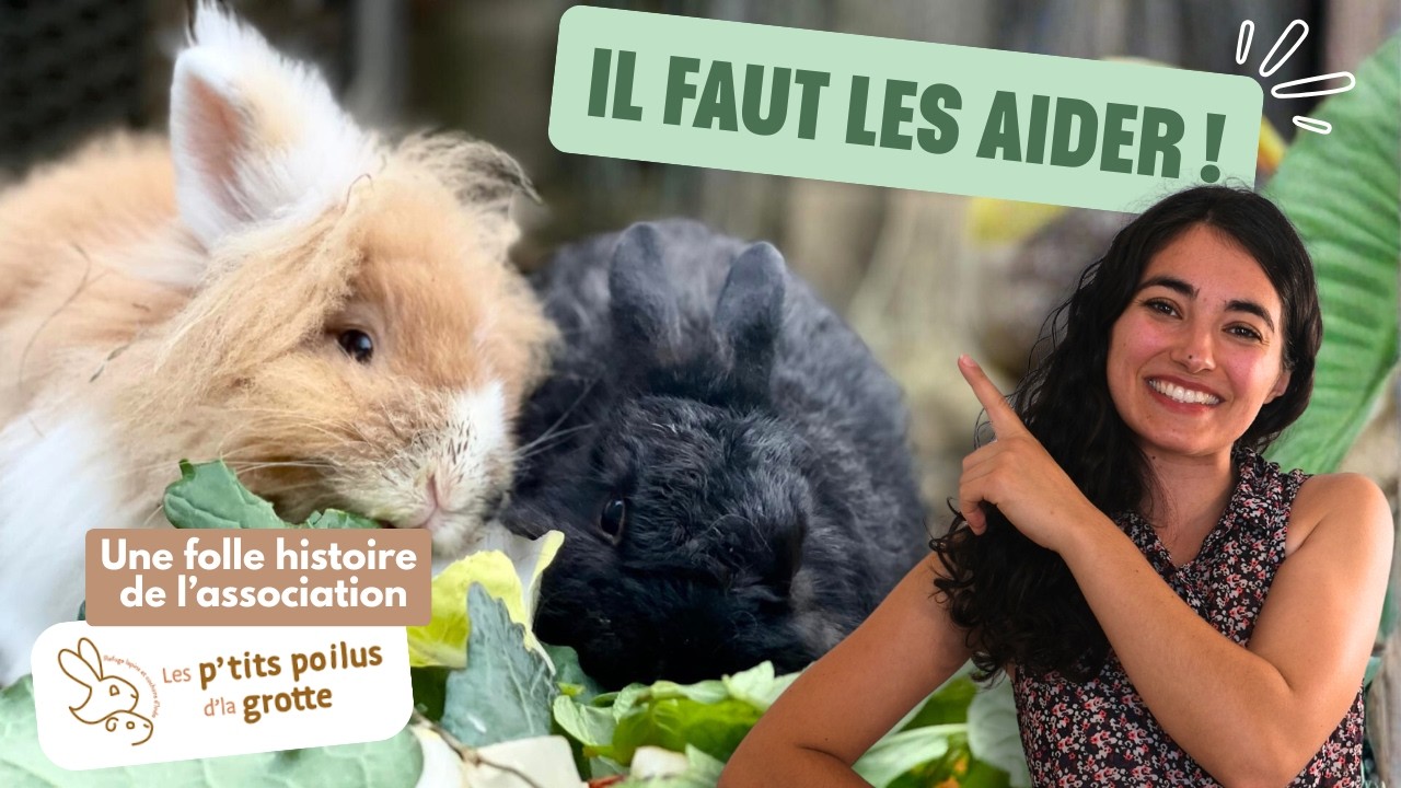 Objectif : une nouvelle FAMILLE 🥺FOLLE HISTOIRE DE LAPINS