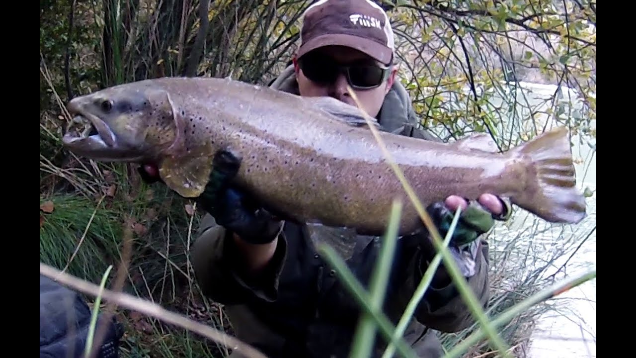 La reina del río - Trucha macho enorme con black min