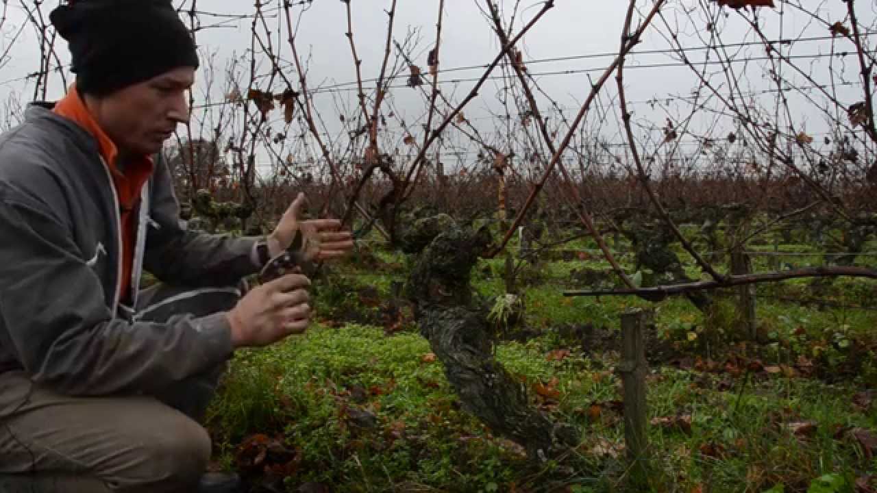 La taille Guyot-Poussard sur un cep de cabernet franc âgé