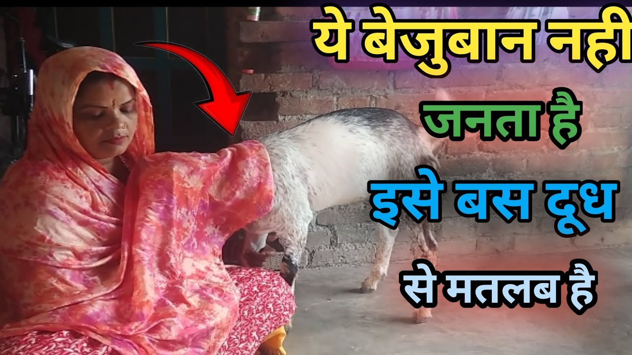 ये बेजुबान नही जनता है इसे बस दूध से मतलब है 