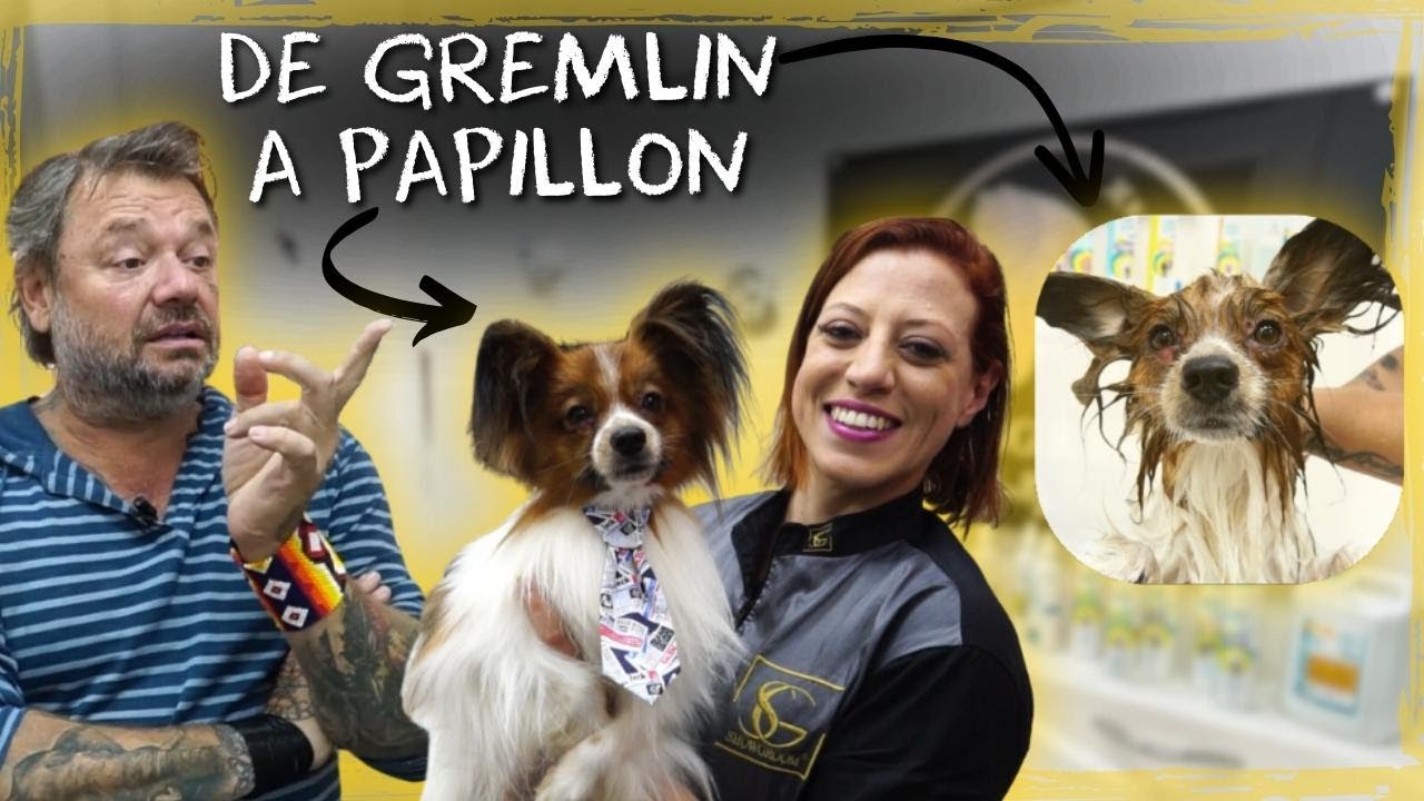 O MILAGRE DO BANHO: CHUCK, DE GREMLIN A PAPILLON! | A CASA DOS BICHOS