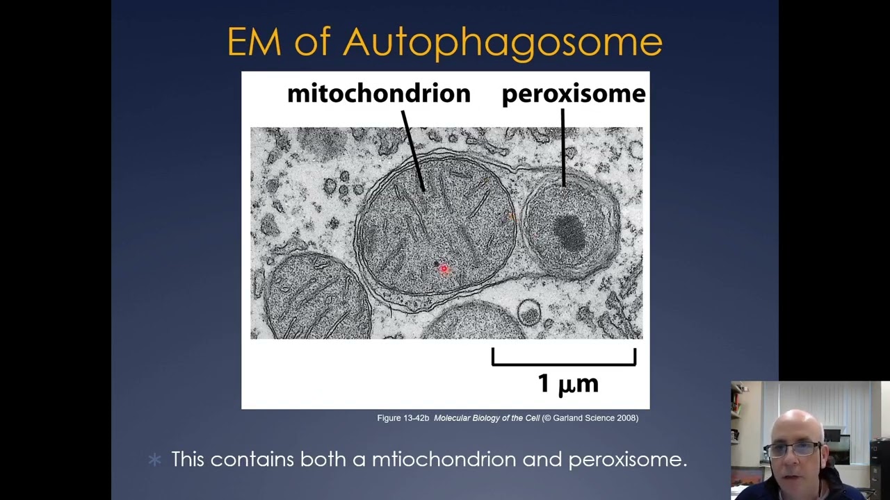 Molecular Cell Biology Lecture 19, Part A, Phagocytosis and Endocytosis