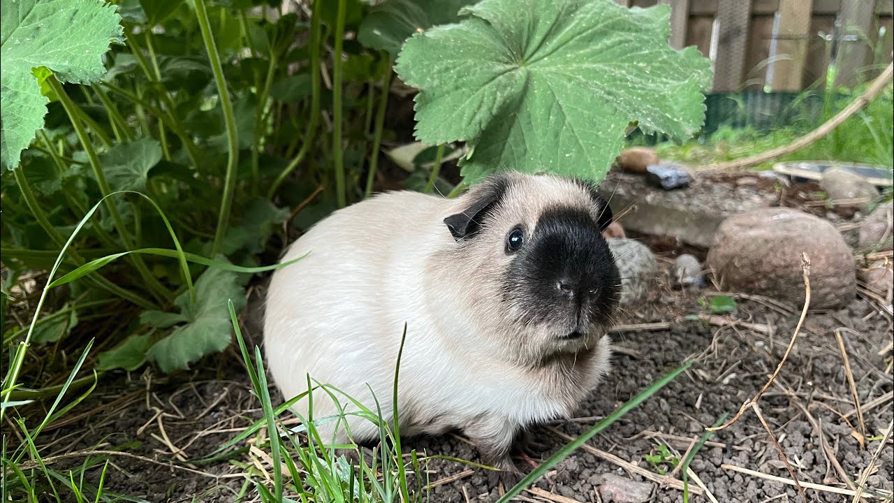 More freedom for the piggies