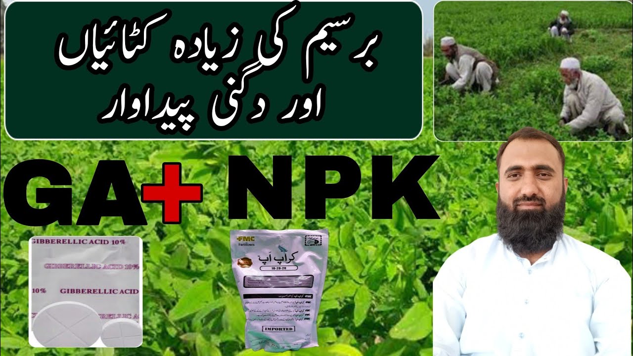 Role of Gibberellic Acid in fruits vegetables and fodder production || Bilal Kanju Official