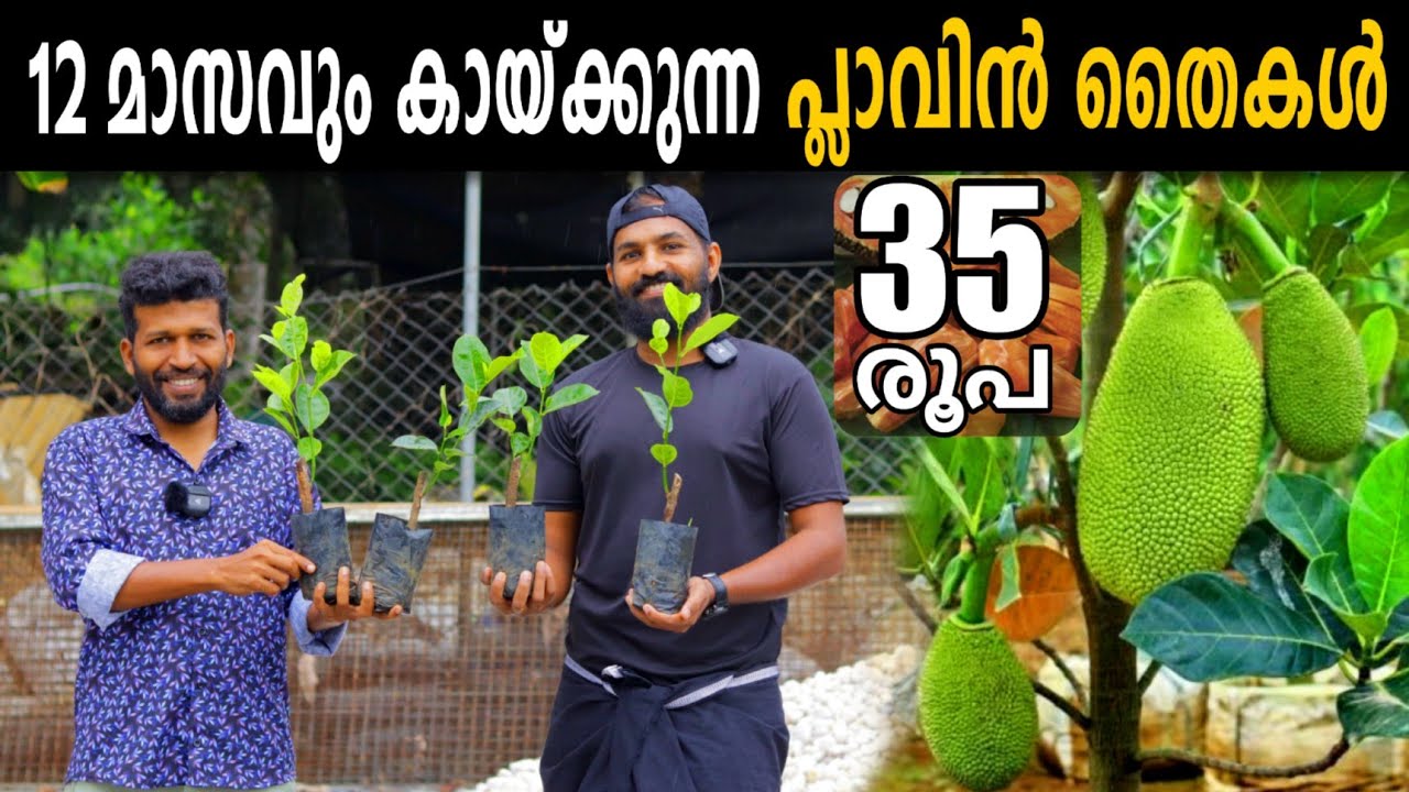 35 രൂപ മാത്രം, ആദ്യ  വർഷം മുതൽ കായ്ച്ചു തുടങ്ങുന്ന വിയറ്റ്നാം സൂപ്പർ ഏർലി പ്ലാവിൻ തൈകൾ 35 രൂപ!!