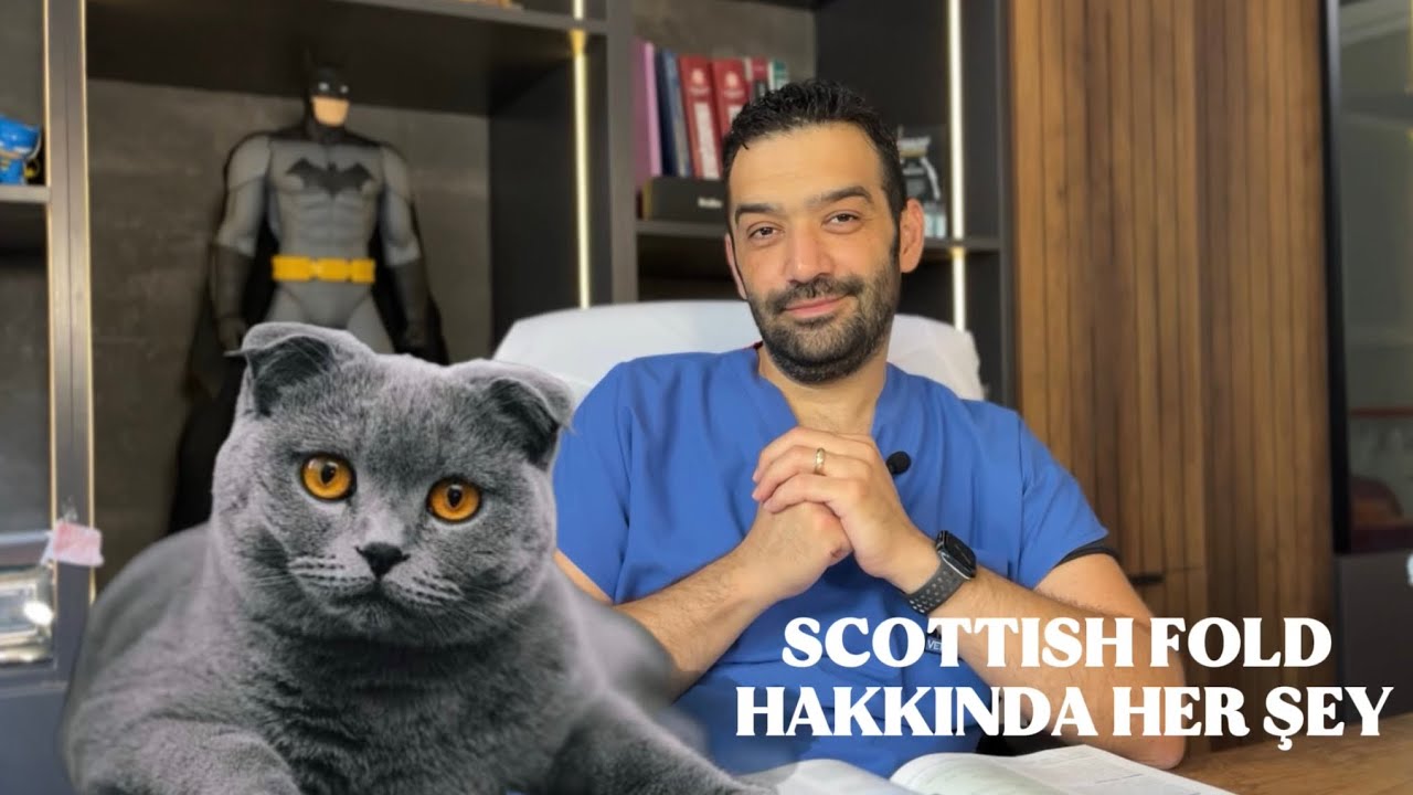 SCOTTISH FOLD KEDİLER: SEVİMLİ AMA RİSKLİ Mİ? | Veteriner Hekim Anlatıyor 