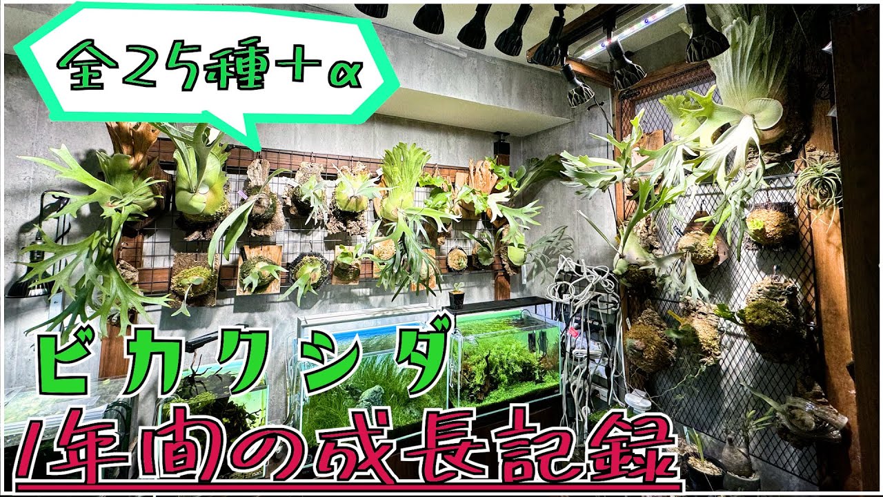 【全25種+α】ビカクシダの1年の成長ってどんな感じ？1年前と半年前と現在を比較してみた。