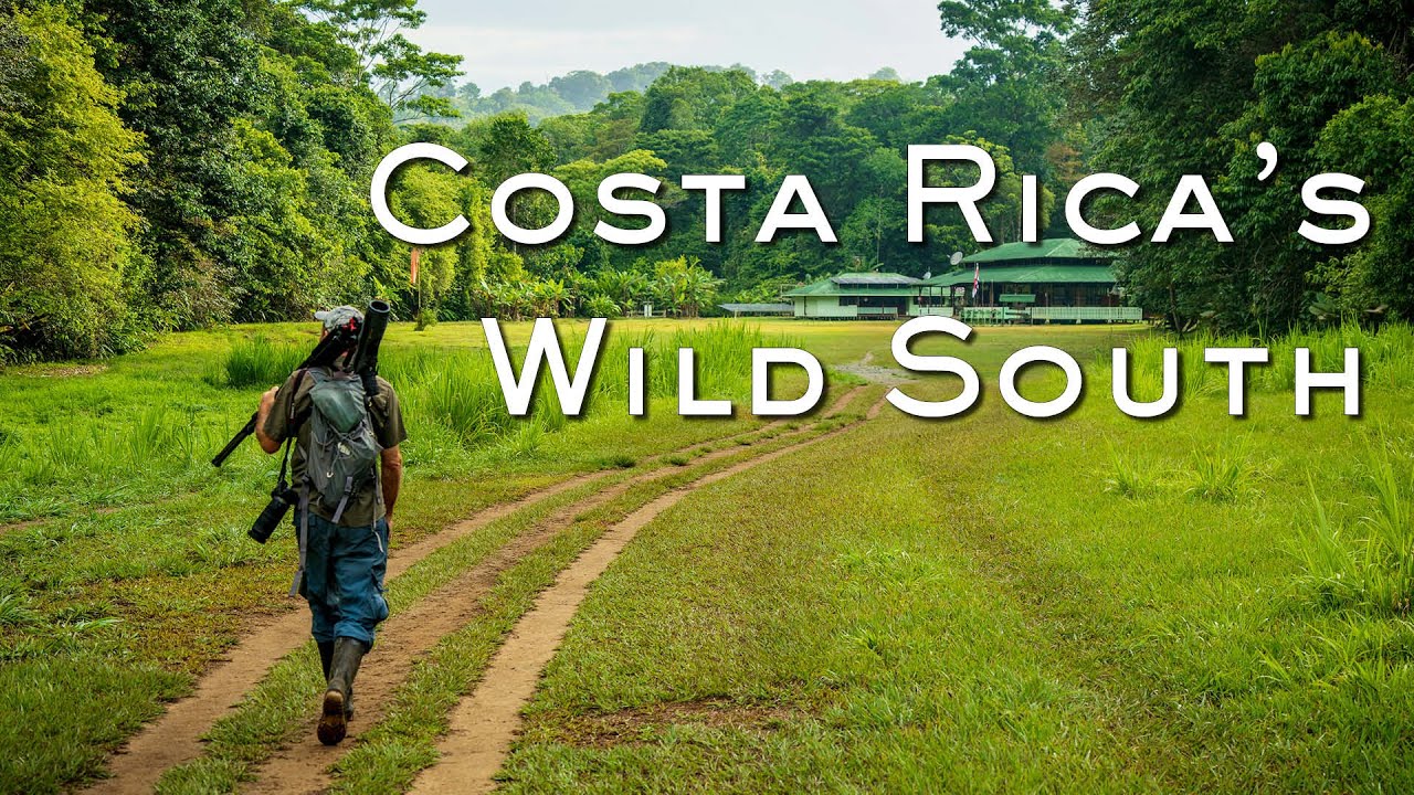 Wildlife in the Wild South of Costa Rica