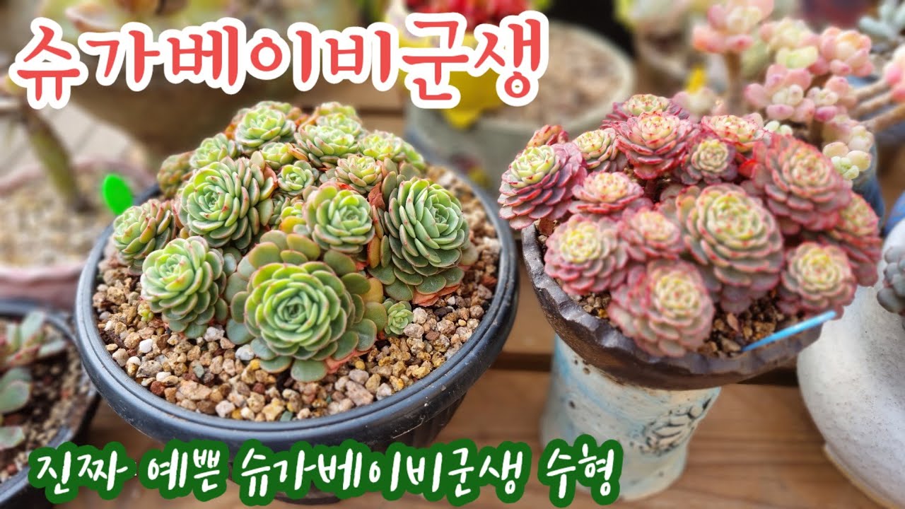 꽃나래다육에 진짜 예쁜 슈가베이비군생이 왔어요! 이번에는  크게 키워보겠습니다! 꽃나래다육 010.2818.1441 #다육식물 #다육이 #다육식물 #다육이들 