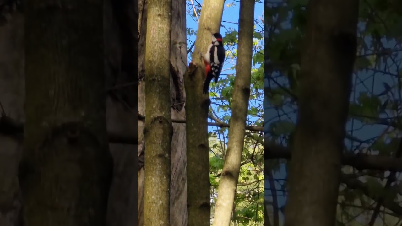 Didysis margasis genys (Dendrocopos major) ie&scaron;ko maisto #shorts