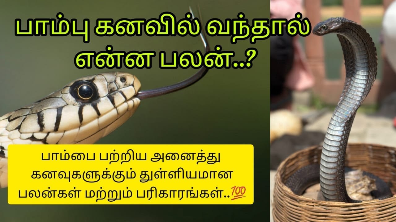 பாம்பு கனவில் வந்தால் | snake dream meaning in tamil | பாம்பு கனவில் வந்தால் நடக்கும் பலன்கள்