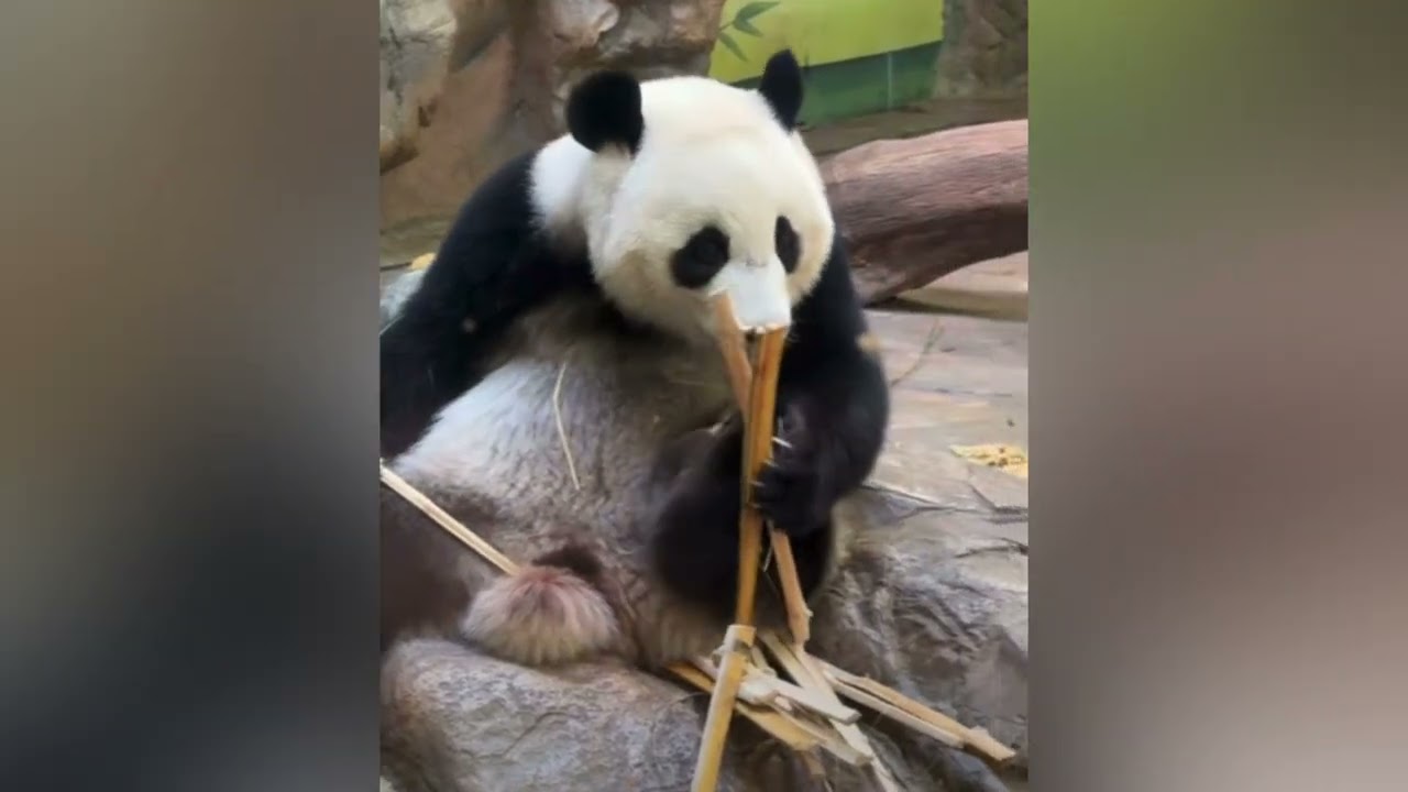 3月15日   大良奶爸休息一個星期了，明天回來照顧妹珠，津奶爸說妹珠一定要咬夠本才行😊#panda  #cutepanda #熊貓妹珠 #熊貓妹豬
