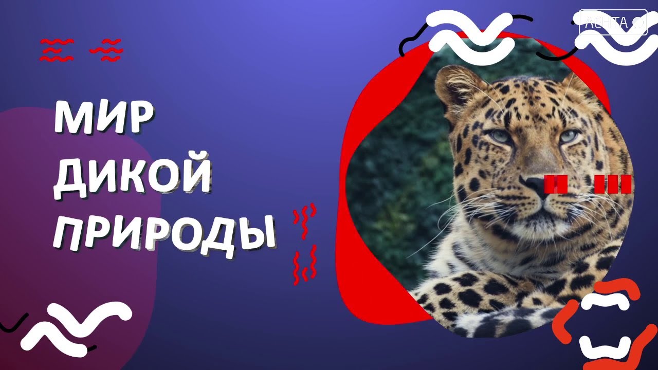Мир дикой природы. Решил перекусить, а в лесном «холодильнике» как раз есть любимые угощения