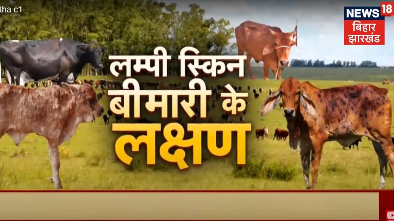 Lumpy Skin Disease: क्या हैं लंपी चर्म रोग के लक्षण, बीमारी के प्रकोप से कैसे करें बचाव? | Annadata