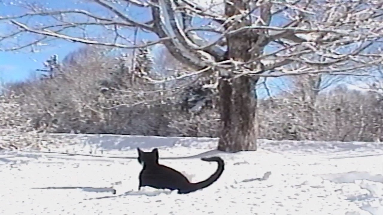 if you need me I'll be in the snow