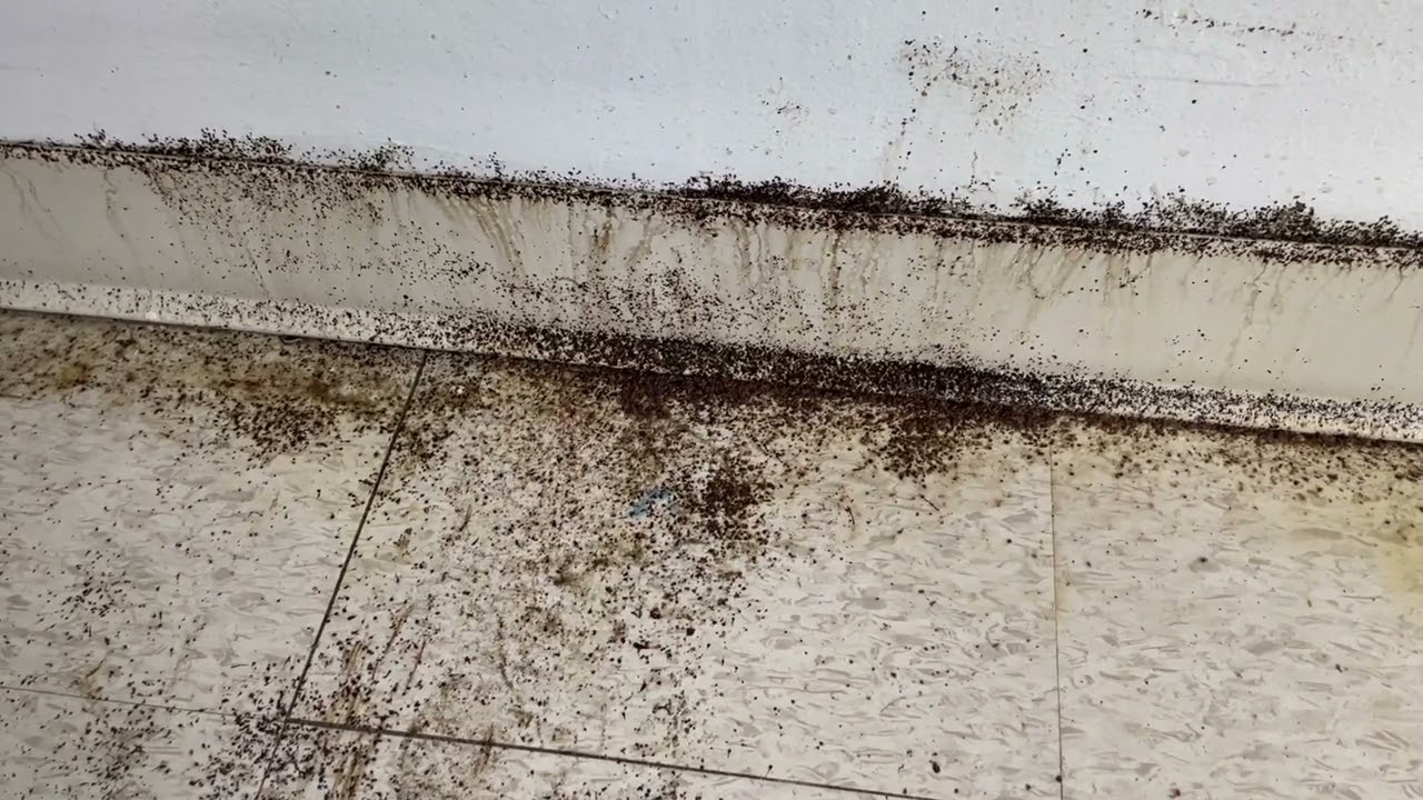 Horrific Bed Bug Infestation Throughout Apartment