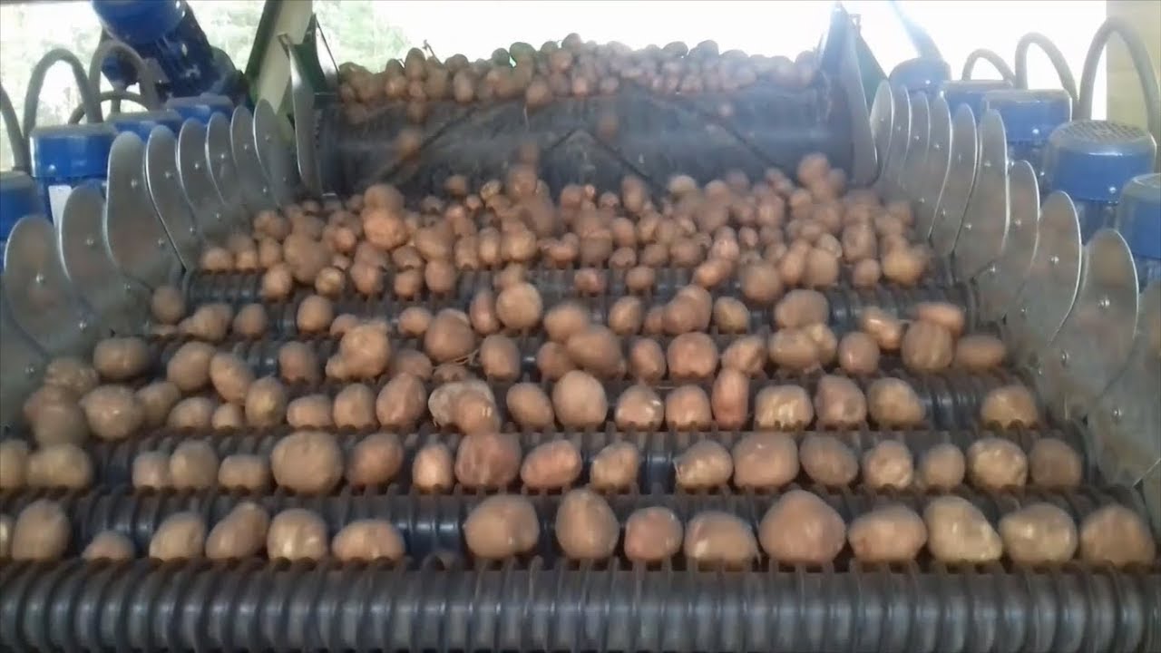 Sortowanie ziemniaków na wielką skalę   ☆ FULL HD ☆