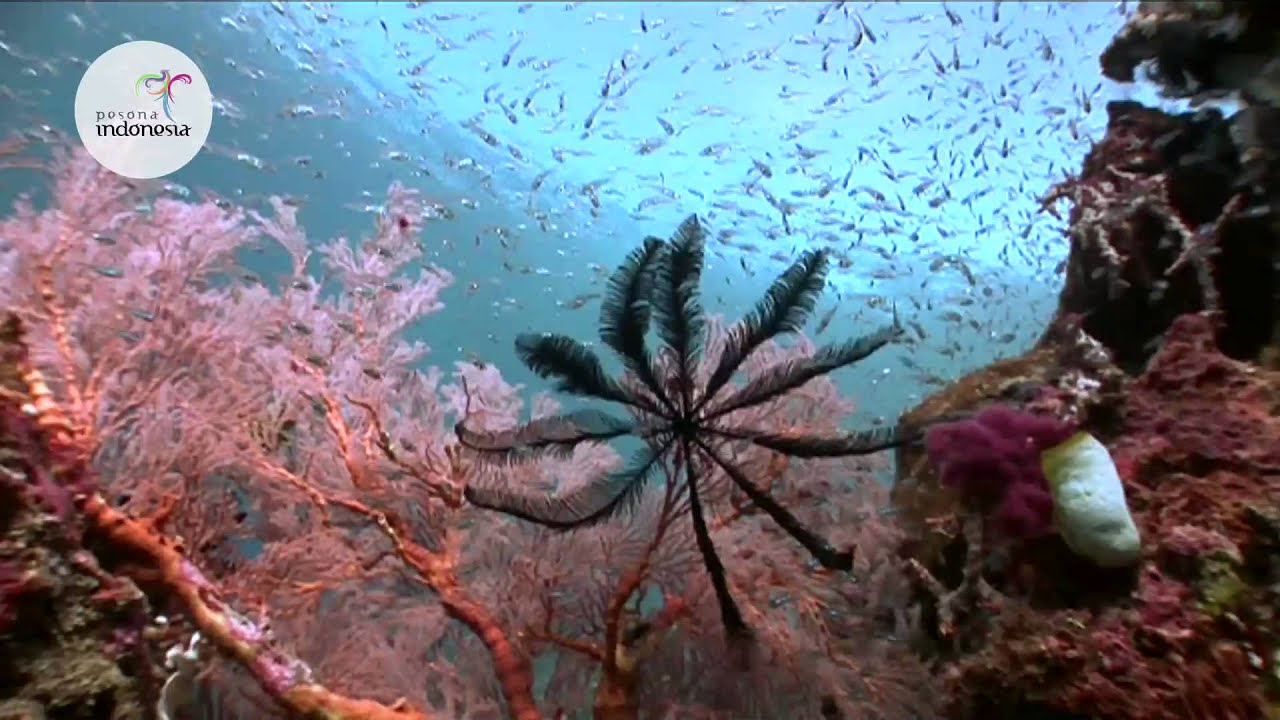 Pesona Indonesia : Raja Ampat