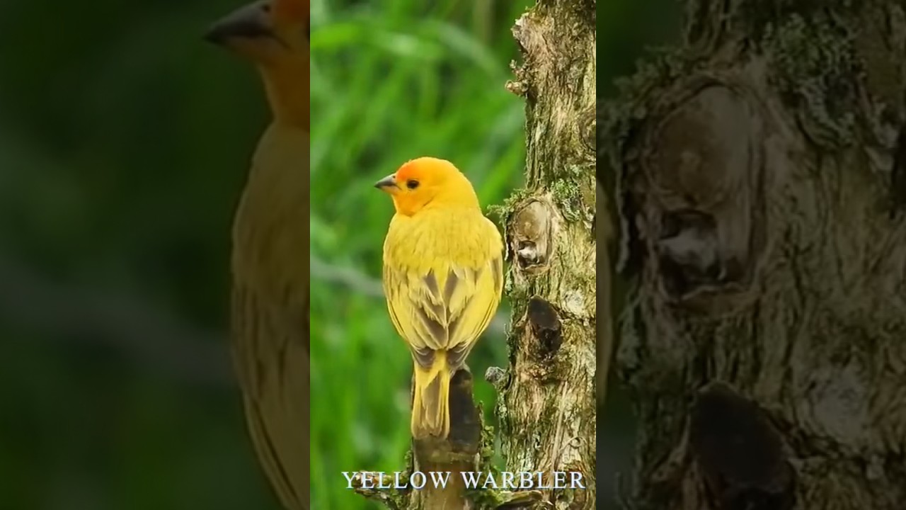 The yellow warbler (Setophaga petechia) is a New World warbler species #bird #shorts