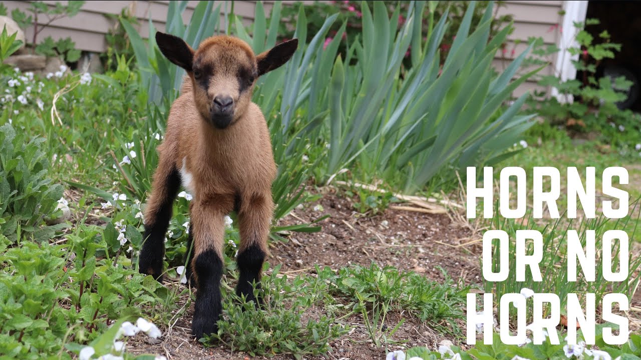 Is my goat Polled?