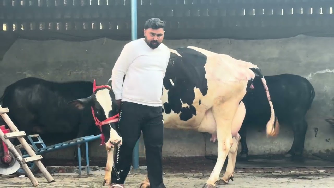 78379-67168,  ਤਾਜੀ ਸੂਈ ਮਗਰ ਵੱਛੀ ਐਚਐਫ 30 ਕਿਲੋ ਵਾਲੀ ਪਿੰਡ ਧੌਲਾ ਬਰਨਾਲਾ