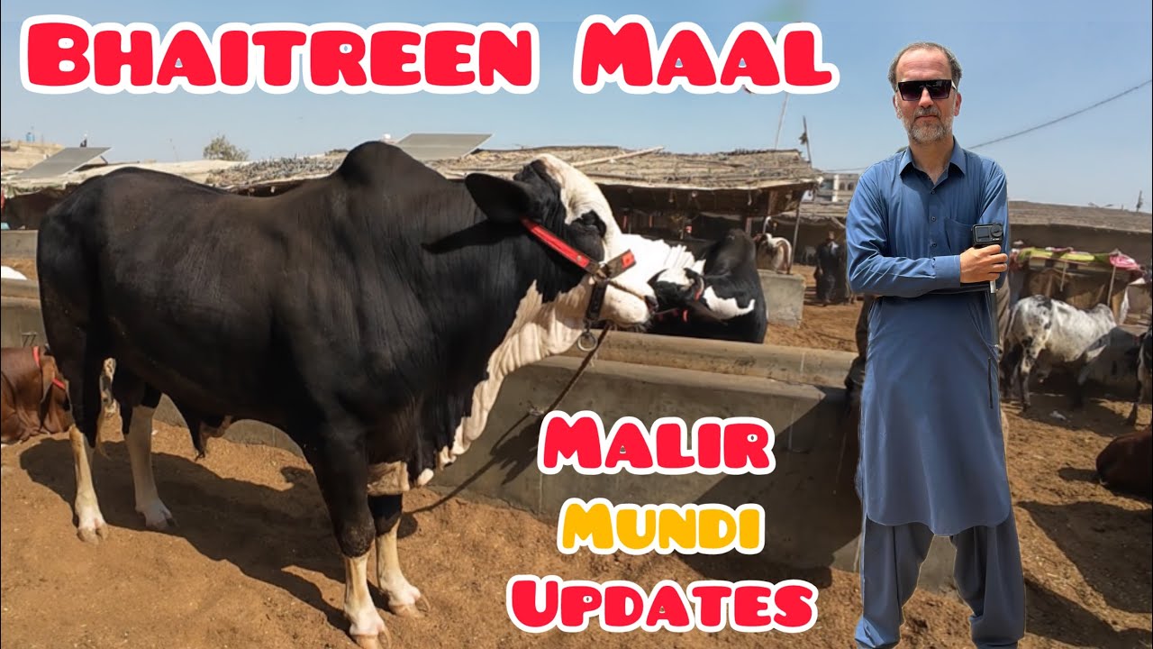 Bhaitreen Maal Malir Mundi Updates Qurbani Season 2026 / 20 January 2026 