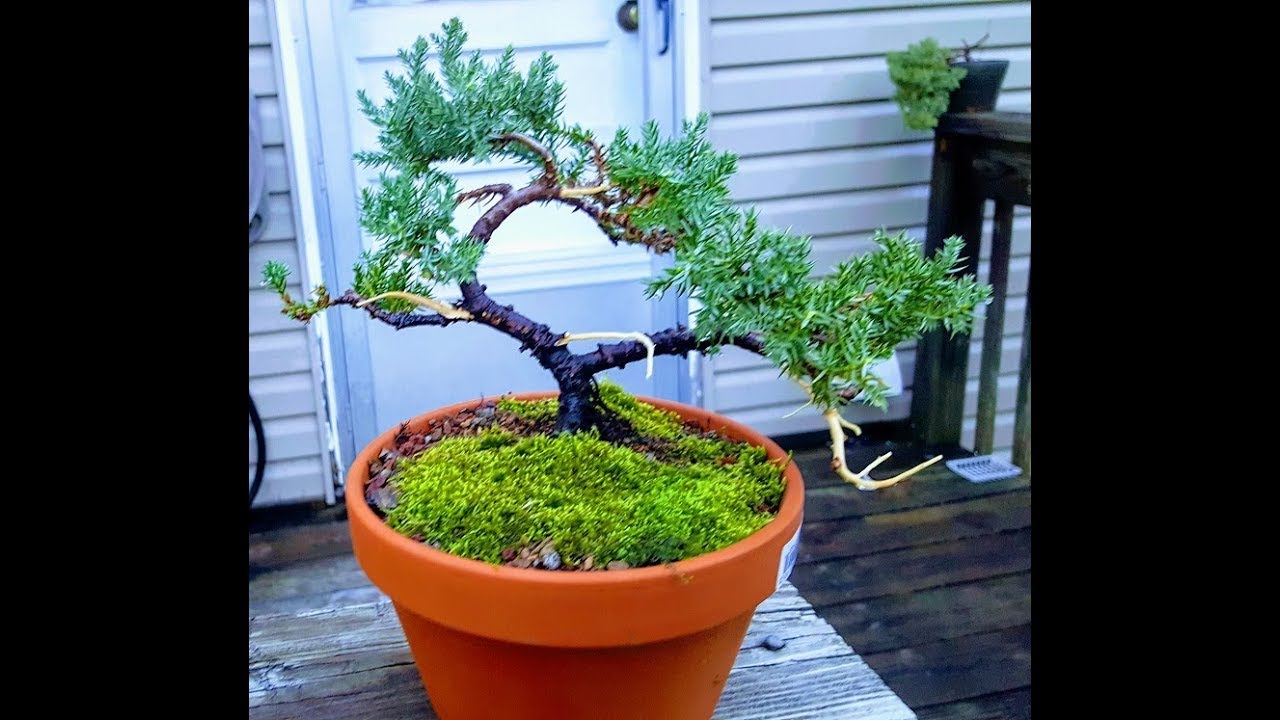 2018 how to create juniper bonsai tree for less than $10