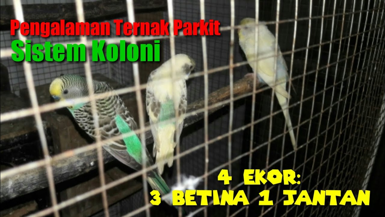 Cerita Pengalaman; Ternak Parkit Gorontalo;