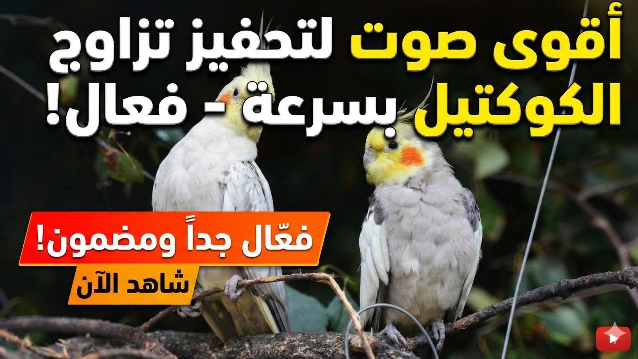 صوت قوي جدًا لتحفيز الكوكتيل على التزاوج بسرعة – فعال 99.9٪ باذن الله ...  مجرّب!