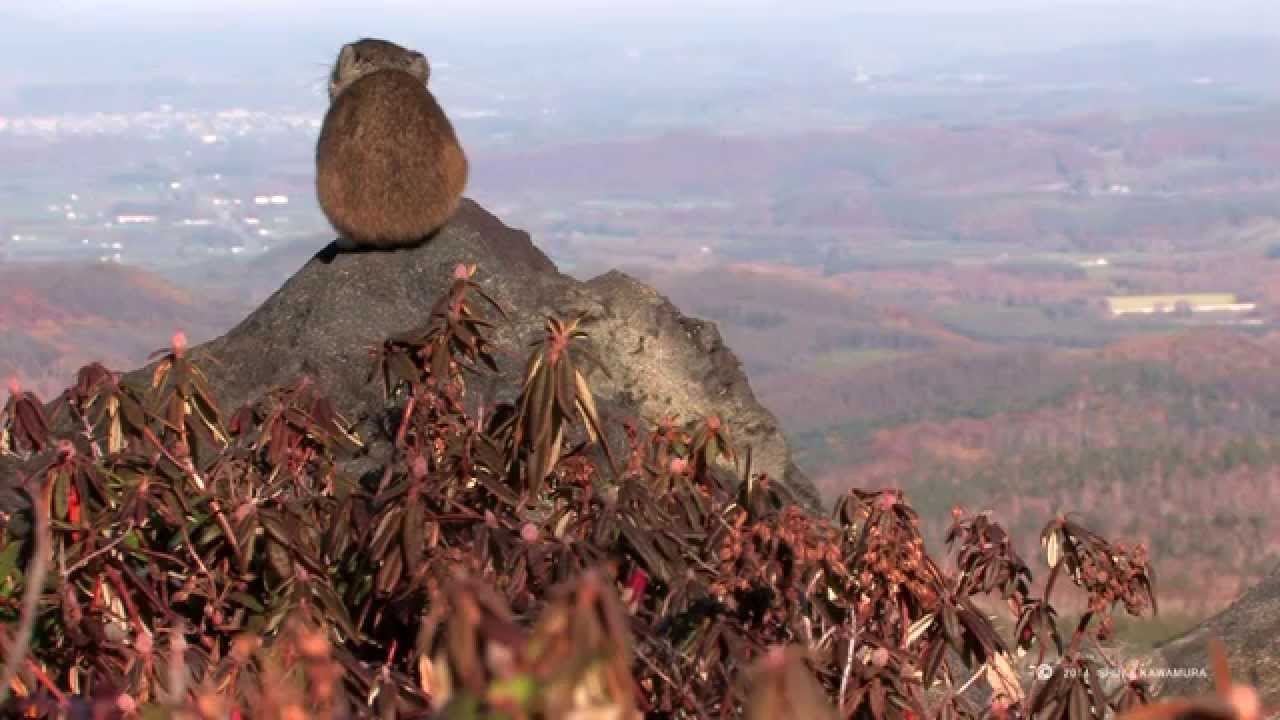 ナキウサギ　２ Japanese Pikas Calling Out : Cute animals in Nature