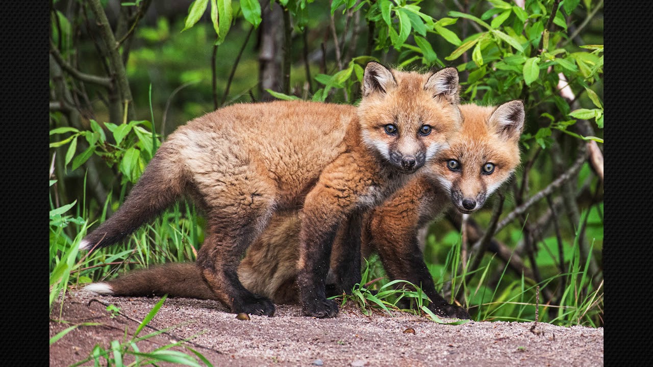 2019 Nature Contest - Focus Camera Club