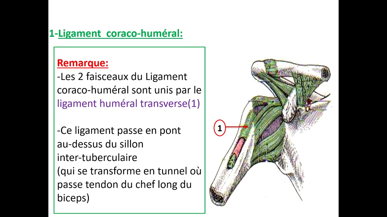 Articulation scapulo-humérale
