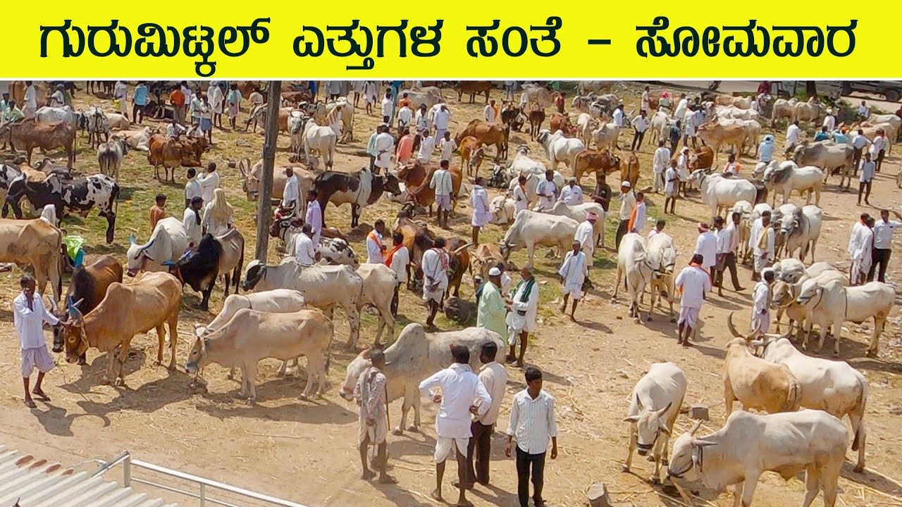 Gurmitkal bullocks bazaar - Kannada Telugu