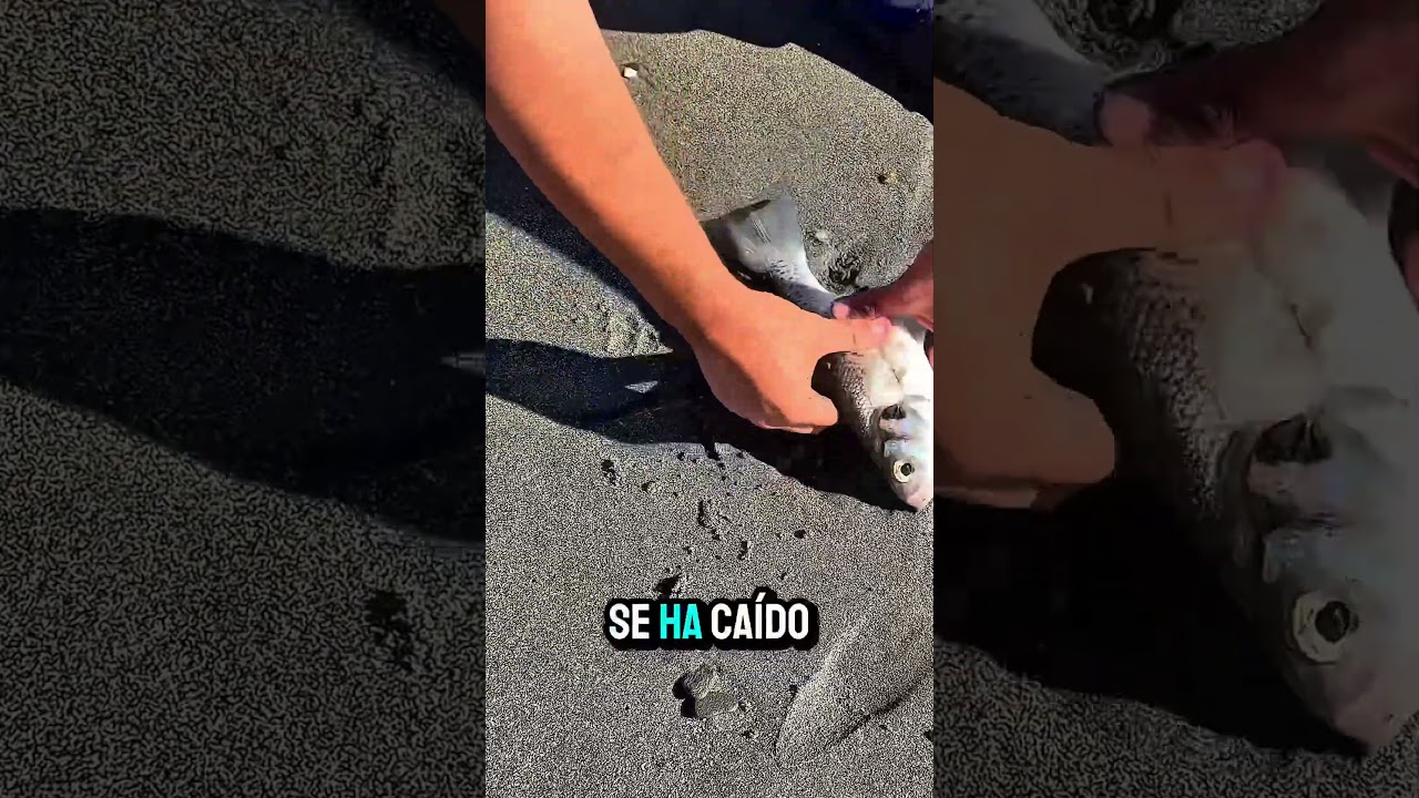 La baila que me troleó 😂🎣 | Surfcasting en Málaga