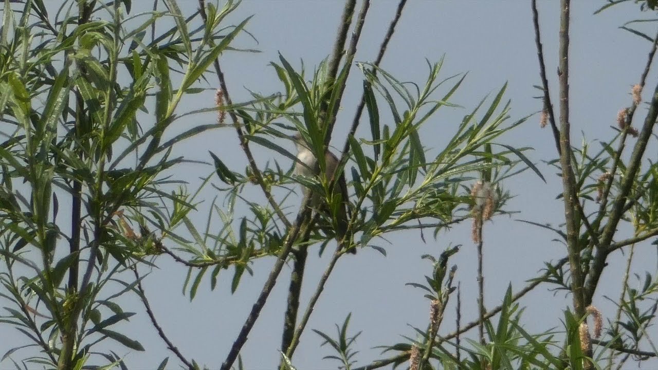 The Garden Warbler and its song