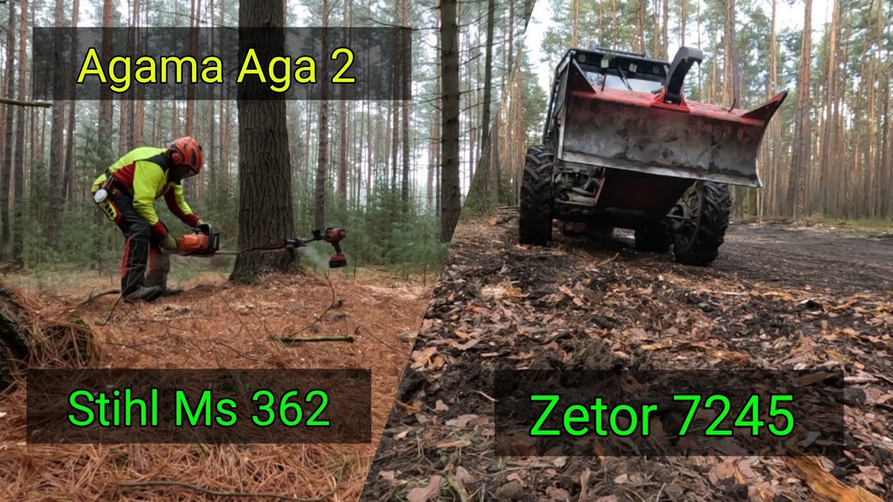 Těžba borovic v novém porostu, Logging Pine, Stihl Ms 362, Zetor 7245, Agama aga 2, Jpforest