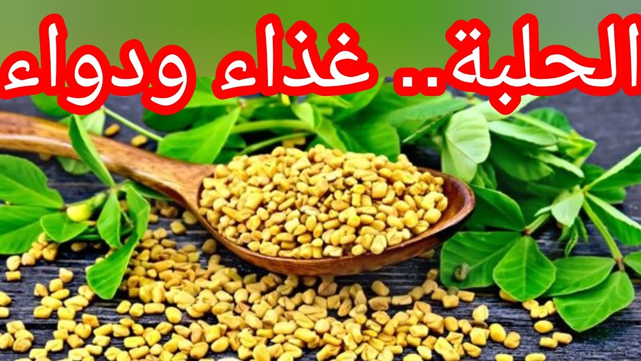 الحلبة.. غذاء ودواء#أعشاب #الحلبة 