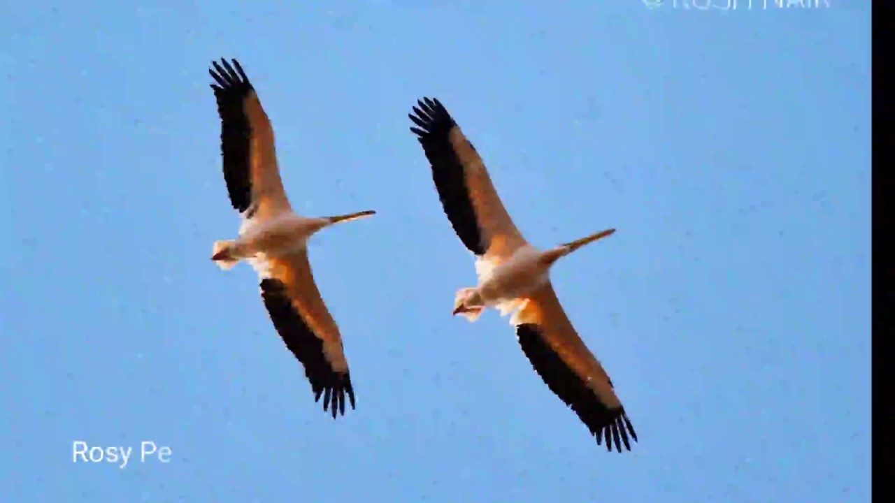 Best Wildlife Photos of Jamnagar