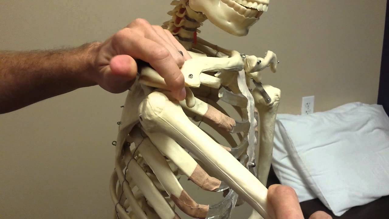 Shoulder Biomechanics part 1 (humerus)