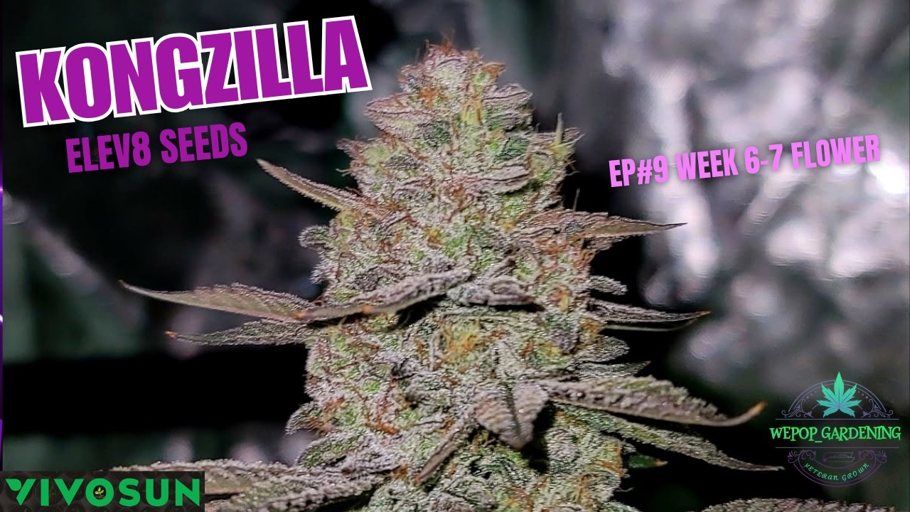 Ep#9 How to Grow 1 Massive KongZilla week 6-7 Flower Development in the @Vivosun  4x4 (Pro Kit)