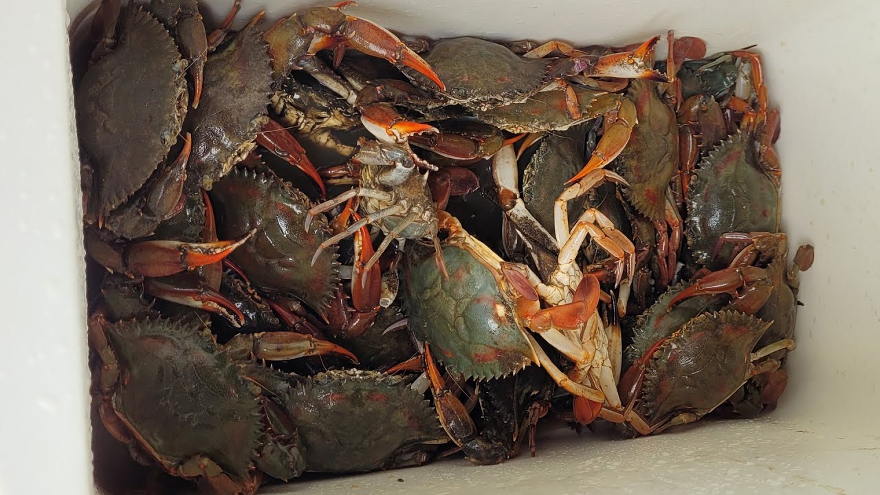 Pesca de siri em São Caetano de Odivelas - Pará