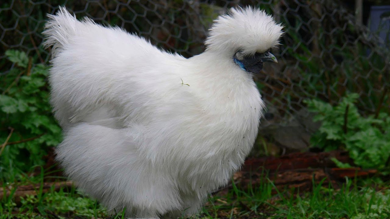 🐓 Gallina Sedosa: El PLUMAJE más PECULIAR de la RAZA de POLLO 🐤 - Animales Salvajes