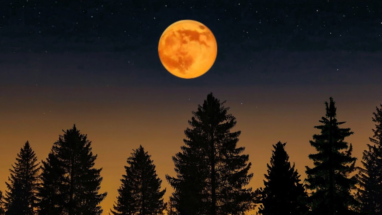 Peaceful Night in a Twilight Forest 🌲 Chirping Crickets ASMR Ambience for Sleep, Study & Relax
