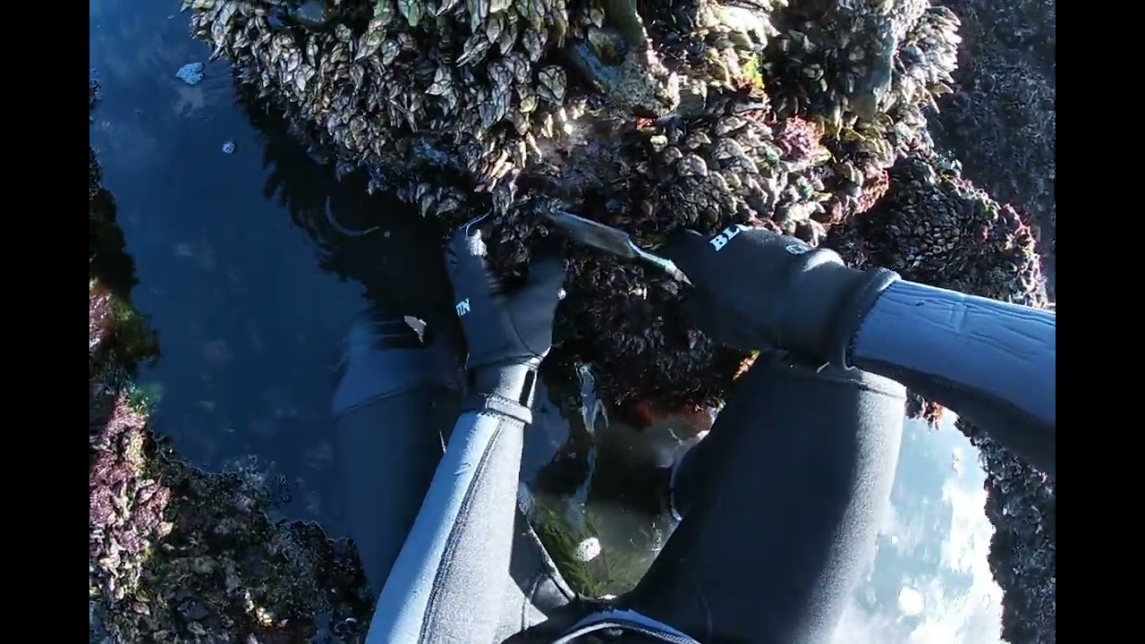 Apanha de Percebes no Norte de Portugal! 🇵🇹/ Harvesting Barnacles in Portugal!🇵🇹