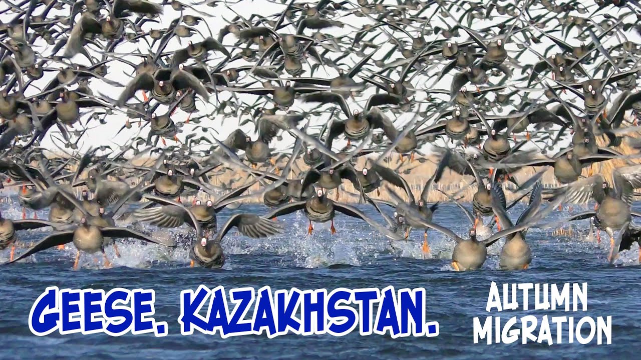 Geese. Kazakhstan. Autumn migration.