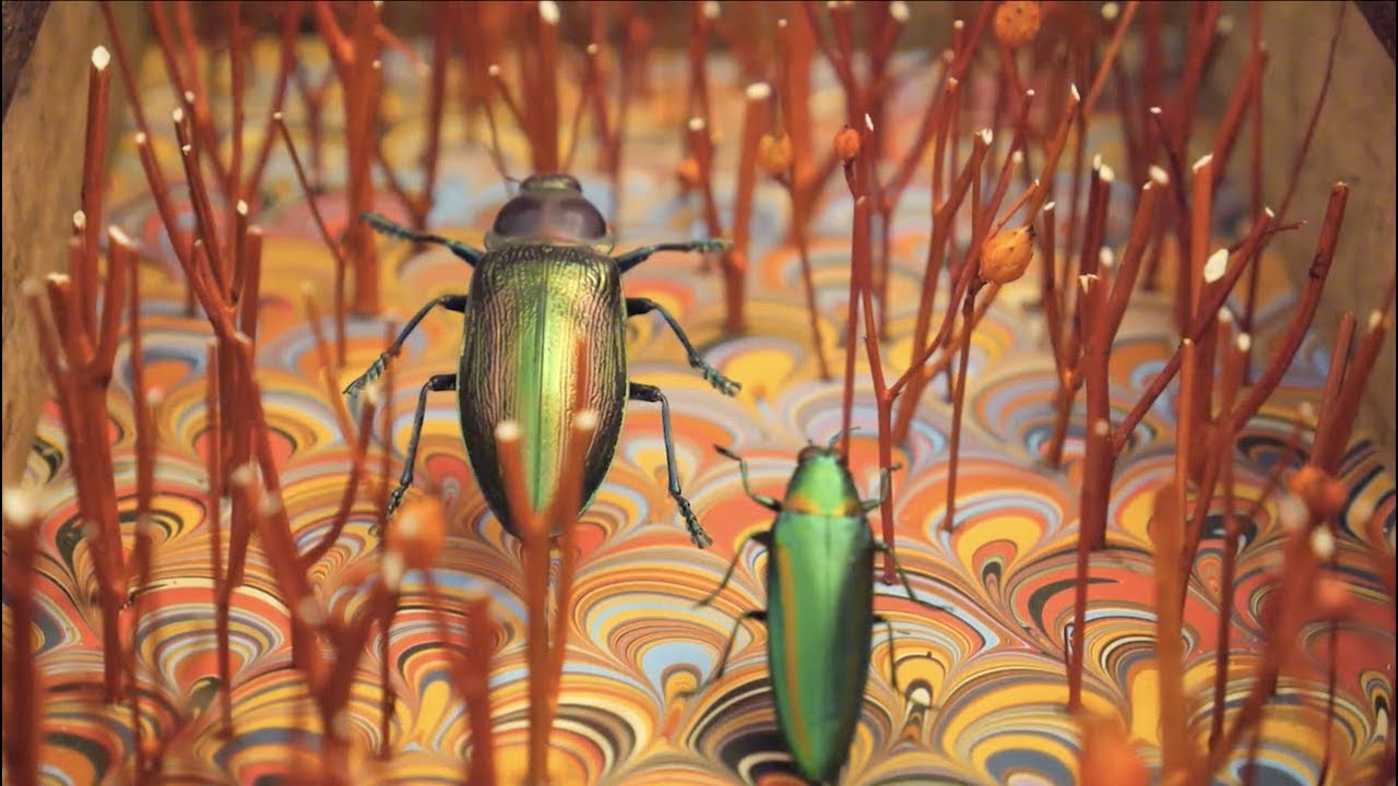 Looking Closely at Wonder