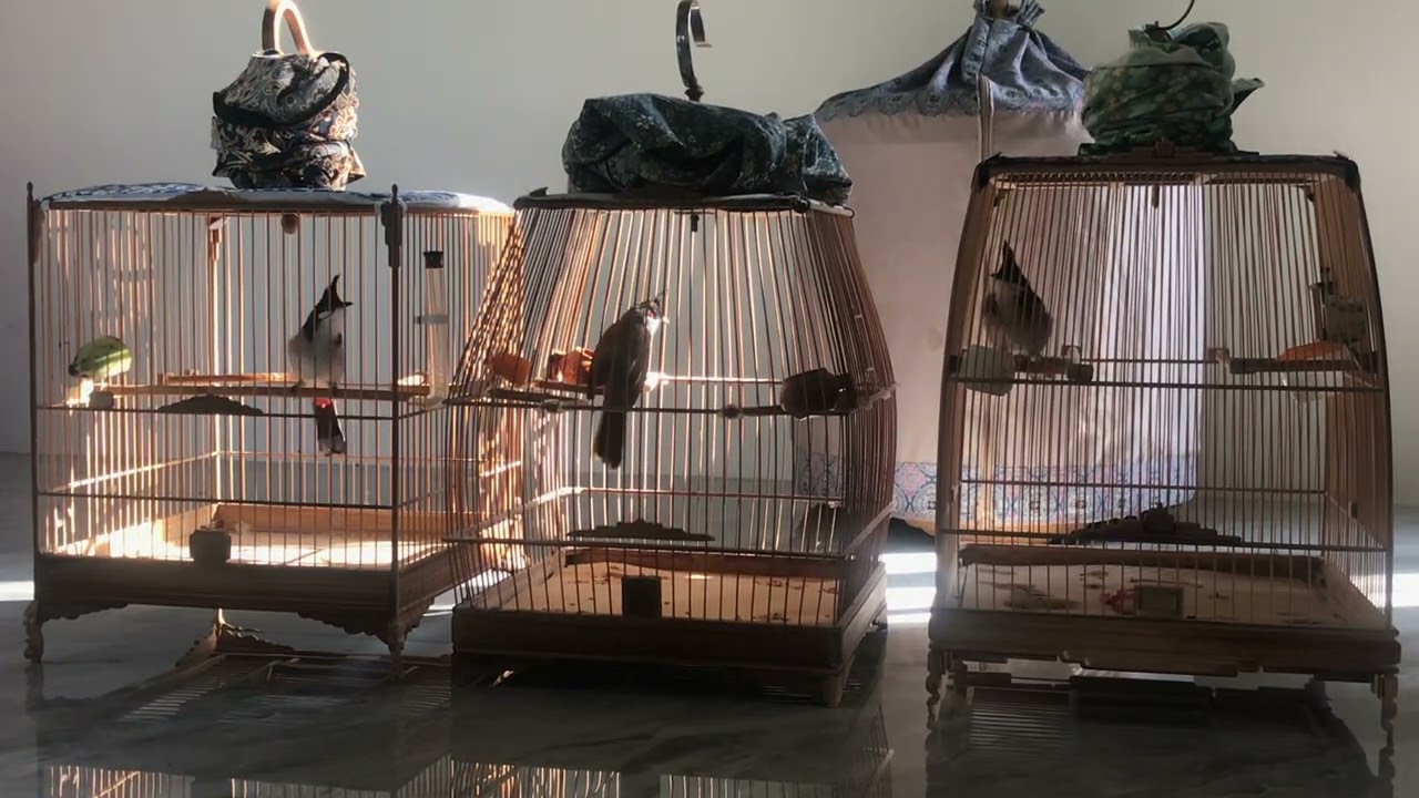 Tập dợt buổi sáng cho chim chào mào 