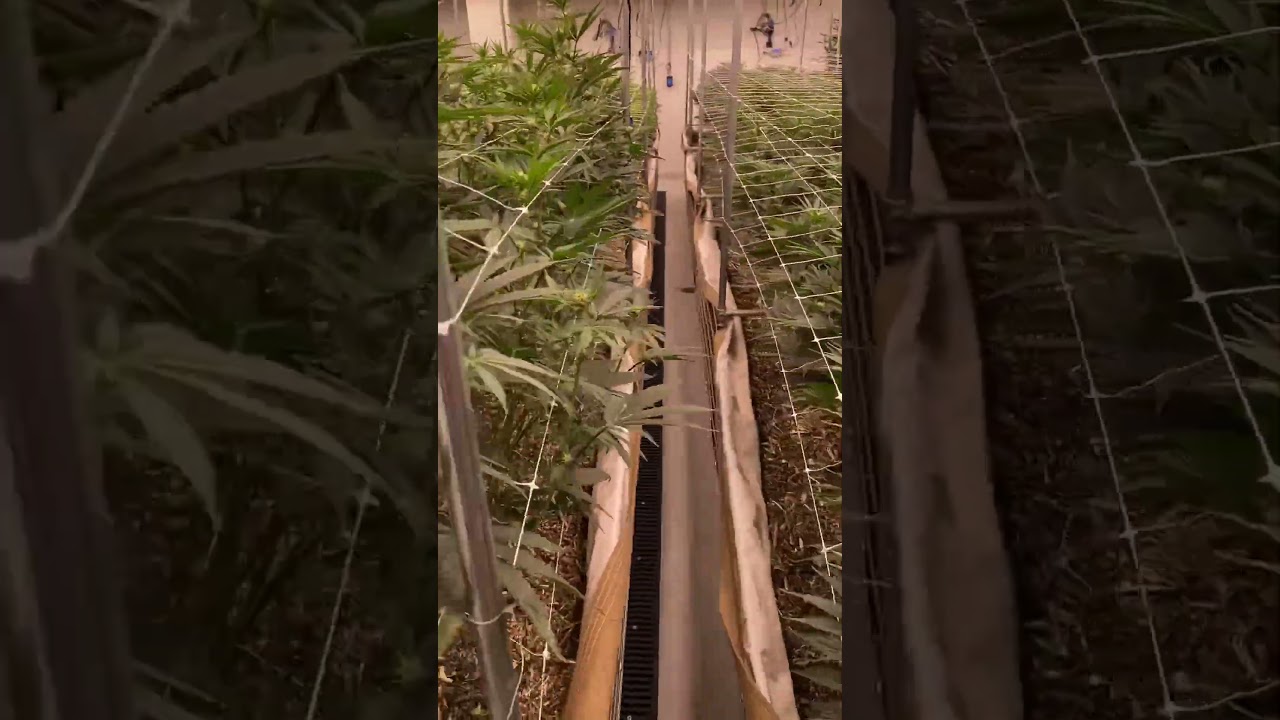 Indoor No Till Living Soil #shorts #notill #livingsoil